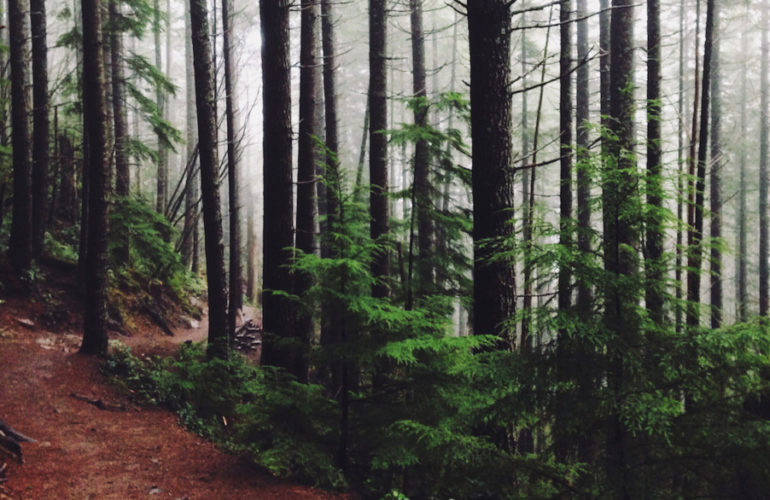 IRC WEB Services path-trees-770x500 New Carbon Offset Plugin Aims to Make WordPress Sites More Eco-Friendly path-trees-770x500 New Carbon Offset Plugin Aims to Make WordPress Sites More Eco-Friendly design tips
