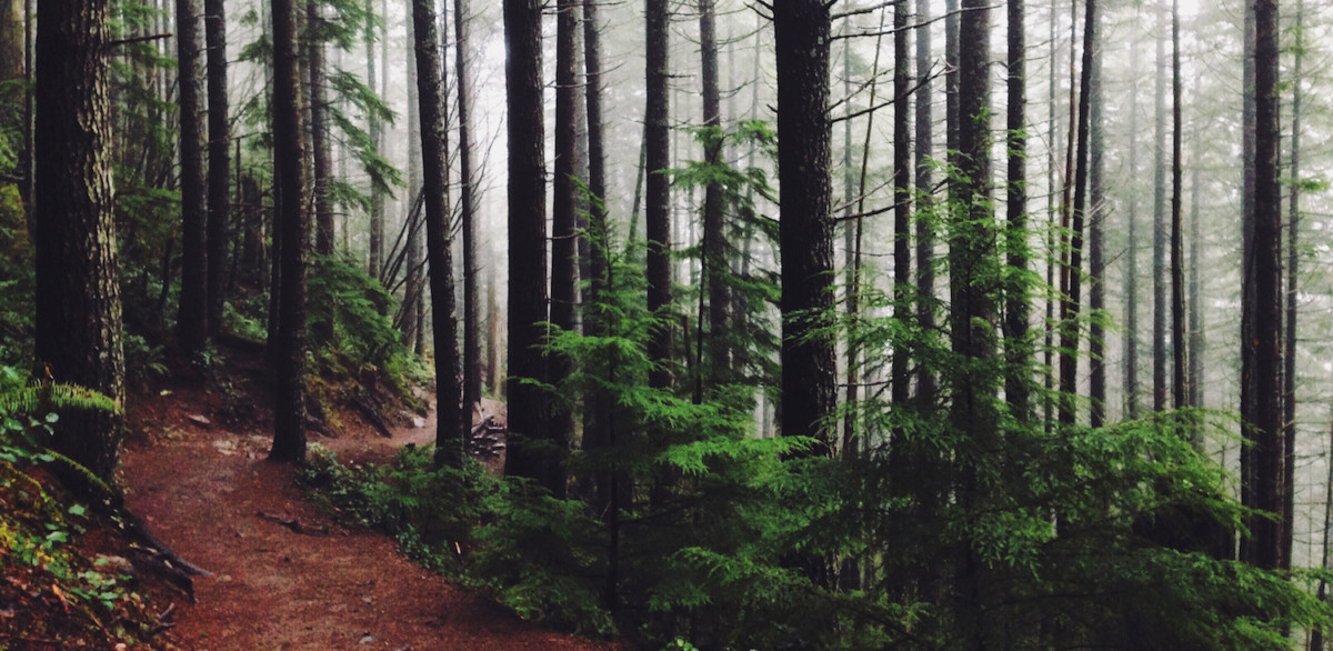 path-trees New Carbon Offset Plugin Aims to Make WordPress Sites More Eco-Friendly design tips 