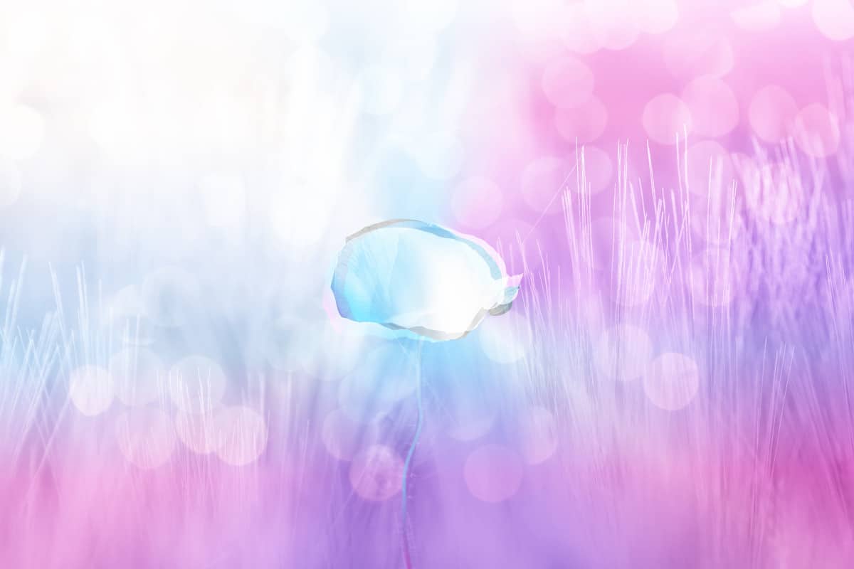 remembrance-transgender-2020-1 Join Us in Honoring Transgender Day of Remembrance WordPress 