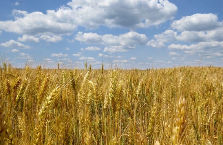 IRC WEB Services ukraine-770x500 How the WordPress Community Is Supporting Ukraine’s Resistance Against Russian Invasion ukraine-770x500 How the WordPress Community Is Supporting Ukraine’s Resistance Against Russian Invasion design tips