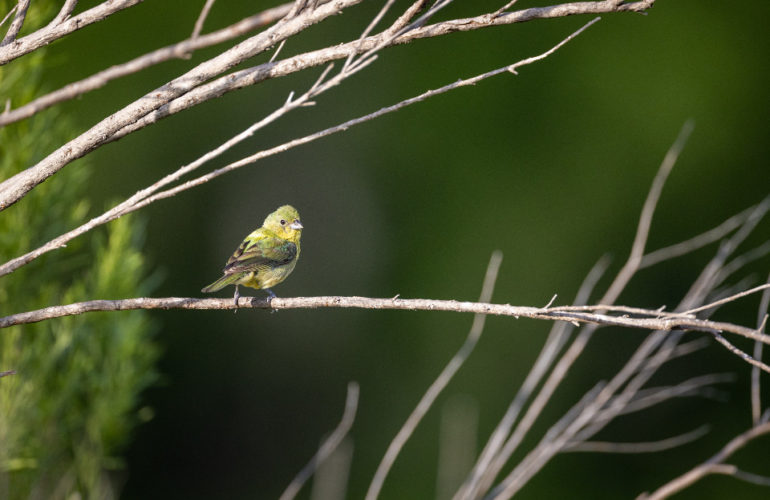 IRC WEB Services bird-branches-770x500 Admin Menu Tree Page View 2.8 Now Supports All Public Post Types bird-branches-770x500 Admin Menu Tree Page View 2.8 Now Supports All Public Post Types design tips